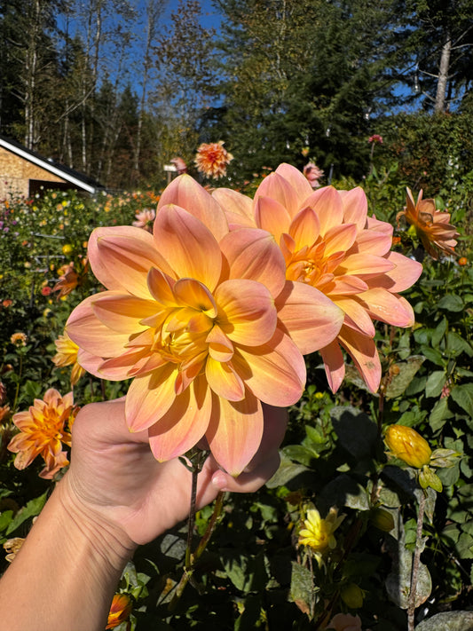Kick Off Dahlia Tuber