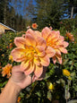 Kick Off Dahlia Tuber