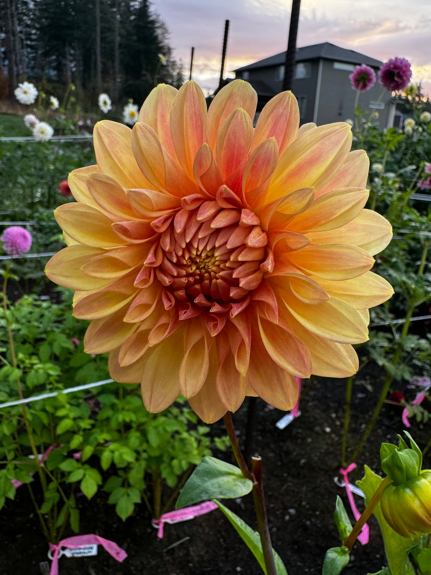 Miss Amara Dahlia Tuber