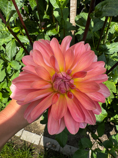 Apricot Desire Dahlia Tuber