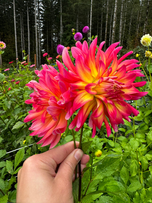 Dragonberry Dahlia Tuber
