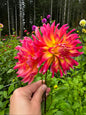 Dragonberry Dahlia Tuber