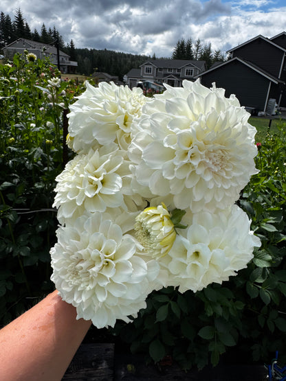 Irish Ruffles Dahlia Tuber