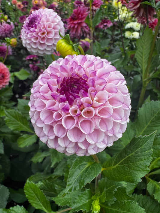 Chimacum Davi Dahlia Tuber