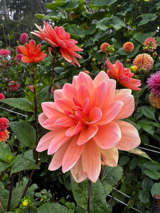Mister Frans Dahlia Tuber
