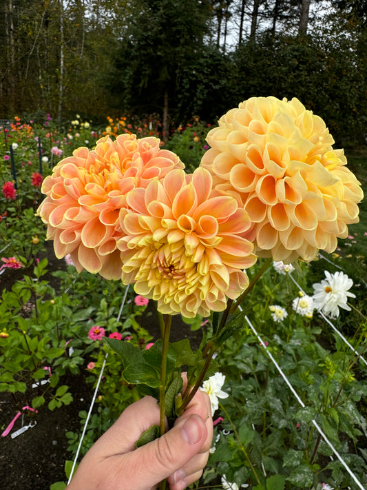 Crichton Honey Dahlia Tuber