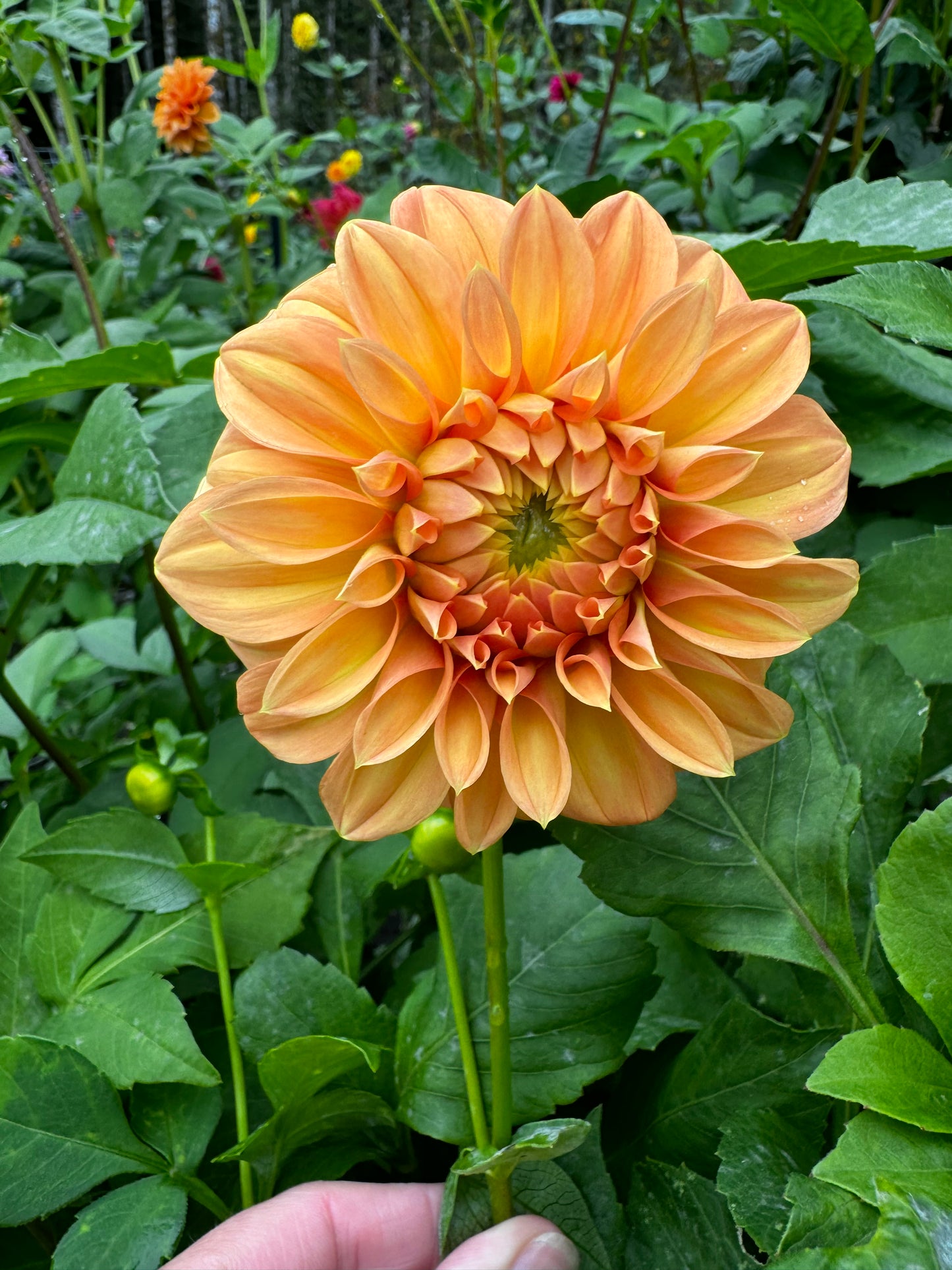 Bracken Palomino Dahlia Tuber