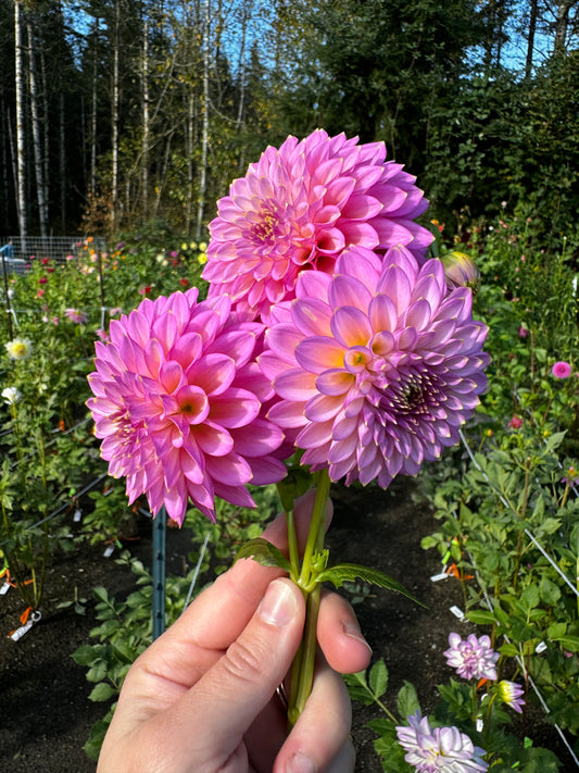 Skipley Spot of Gold Dahlia Tuber