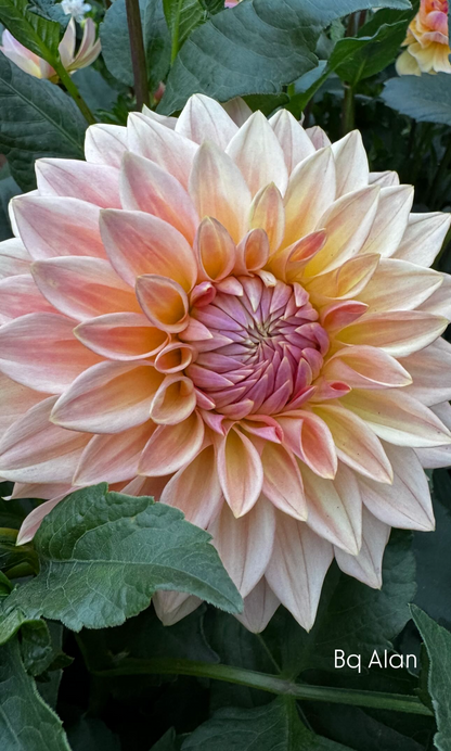 Bloomquist Alan Dahlia Tuber