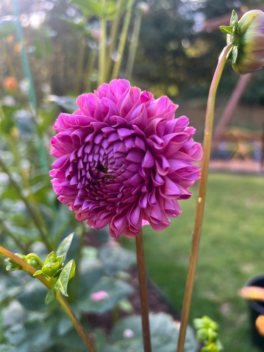 Isabel Dahlia Tuber