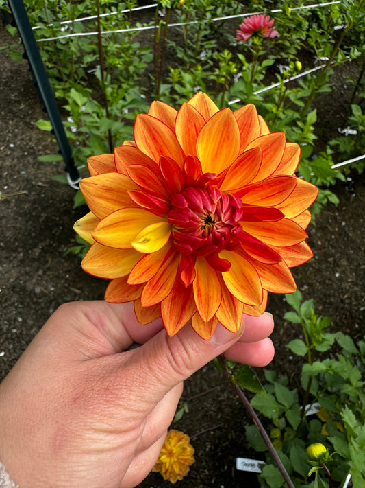 Bloomquist Globe Dahlia Tuber