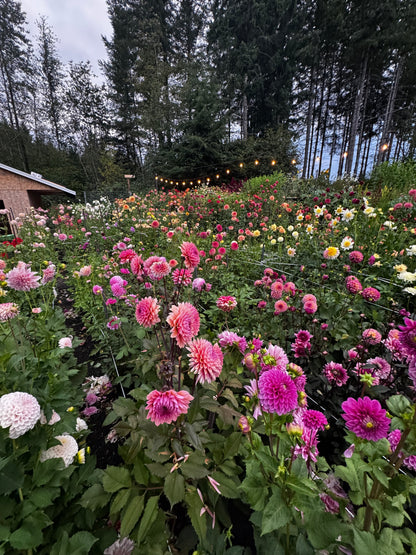 Friday Sept. 26th 7 pm Bouquet Making Night in the Garden!