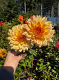 Lakeview Hazy Dahlia Tuber
