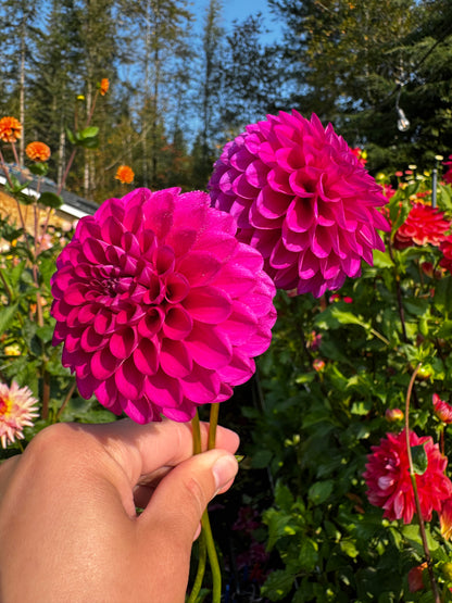Hollyhill Regal Dahlia Tuber
