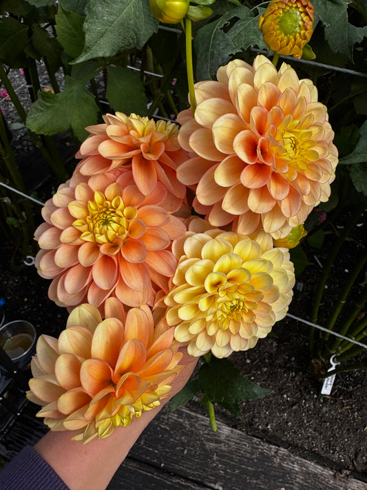 Burfoot Eva Dahlia Tuber Limit 1