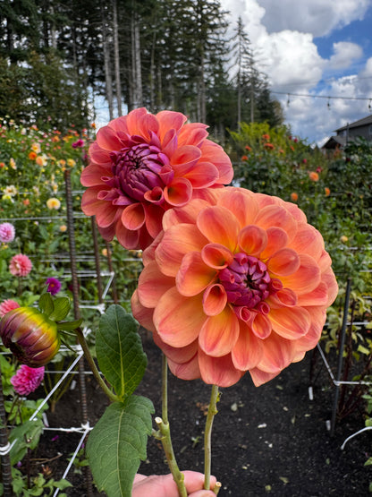 Chewy Dahlia Tuber