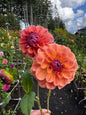Chewy Dahlia Tuber
