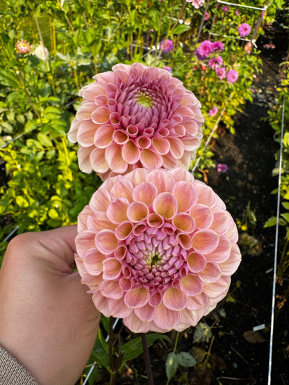 Bracken Rose Dahlia Tuber