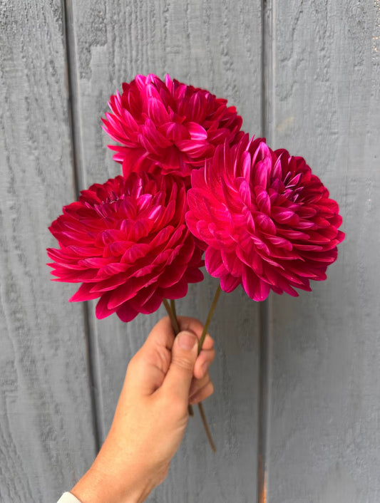 Sandia Bertha Dahlia Tuber