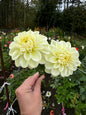 Caramel Antique Dahlia Tuber