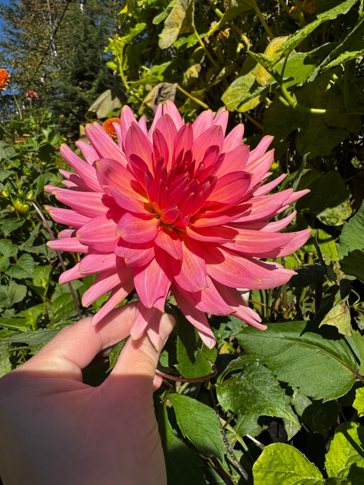 Aljo Dahlia Tuber