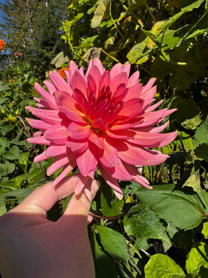 Aljo Dahlia Tuber