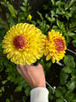 Ferncliff Spice Dahlia Tuber