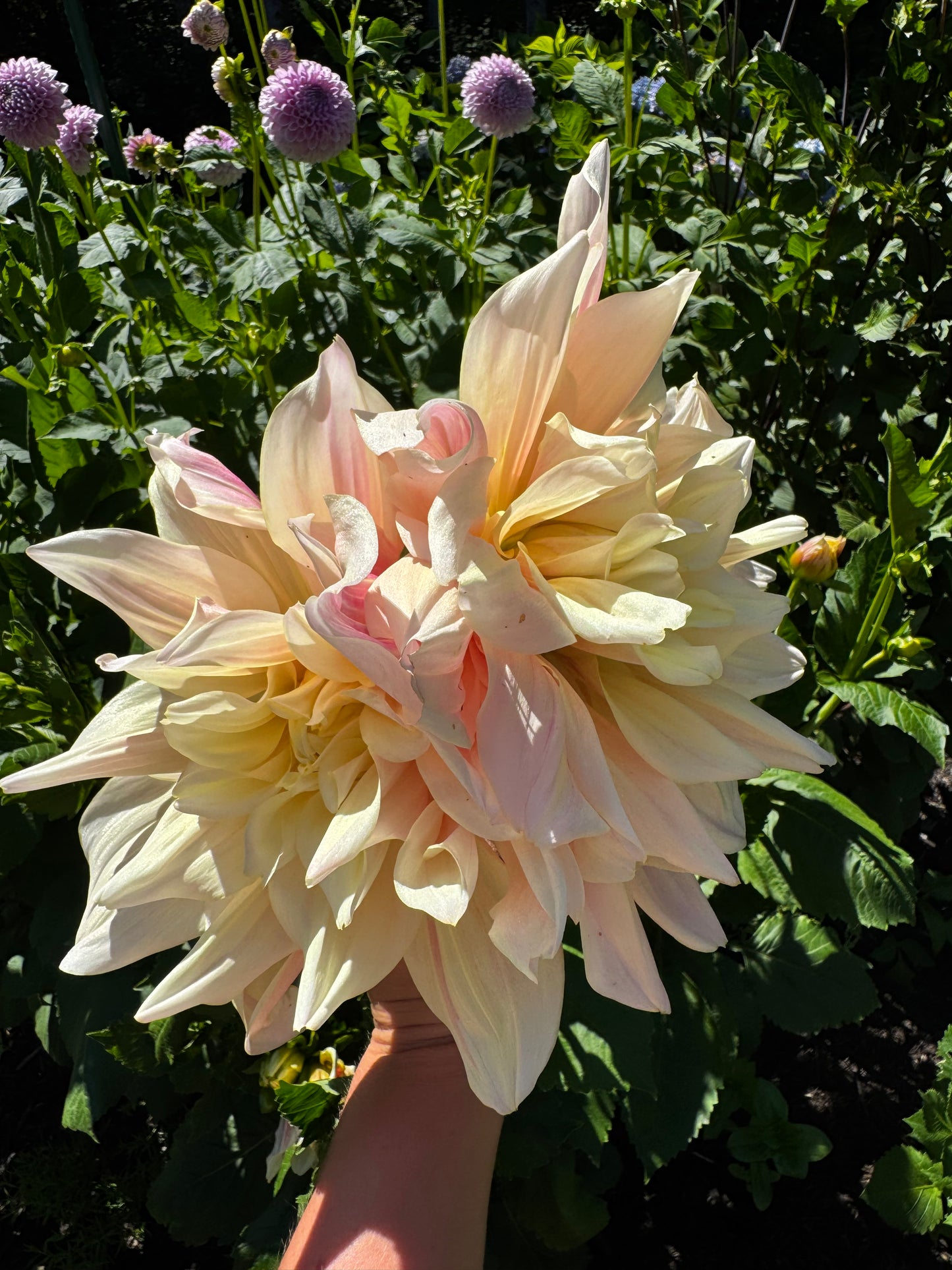 Breakout Dahlia Tuber