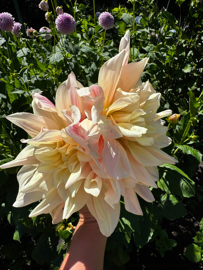 Breakout Dahlia Tuber