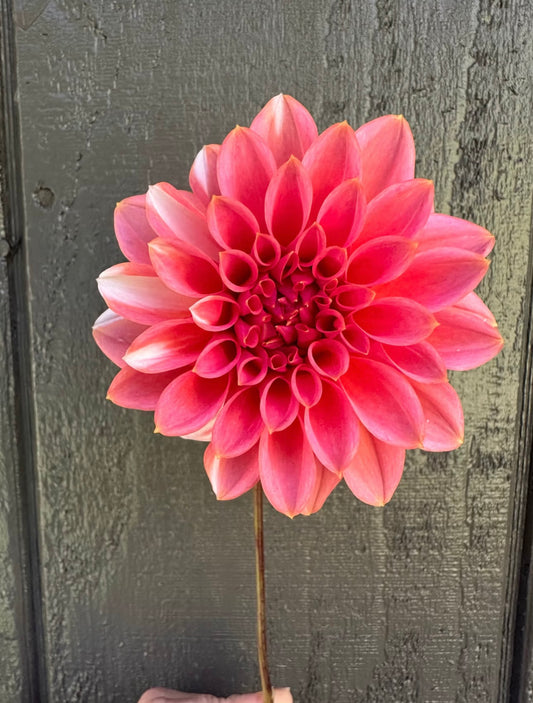 RM Baby Girl Sport Dahlia Tuber