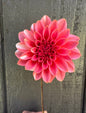 RM Baby Girl Sport Dahlia Tuber