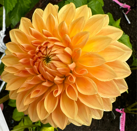 Hamilton Lillian Dahlia Tuber