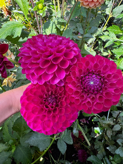 AC Bugsy Dahlia Tuber