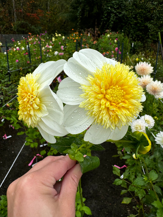 Platinum Blonde Dahlia Tuber