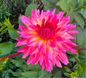 Just Peachy Dahlia Tuber