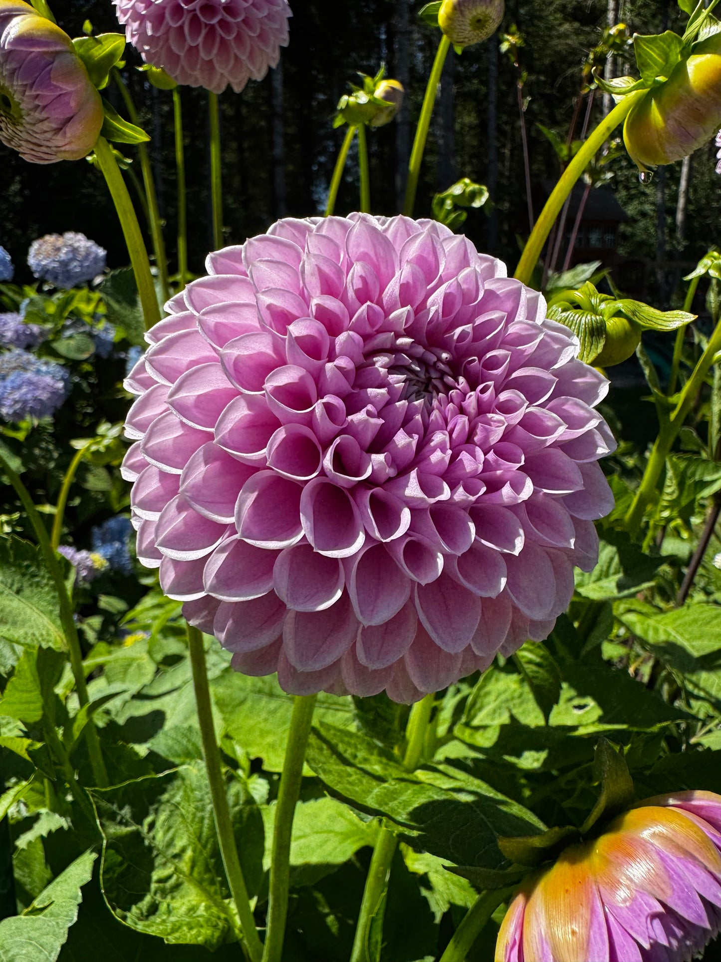 Willowfield Matthew Dahlia Tuber