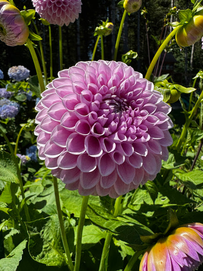 Willowfield Matthew Dahlia Tuber