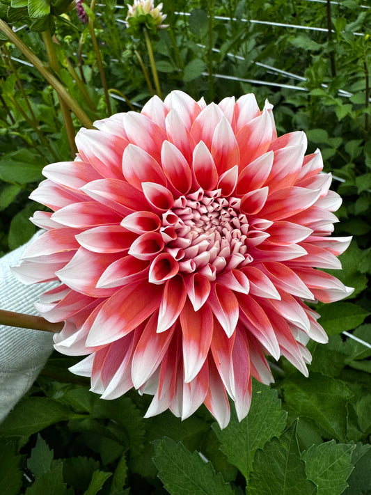 RM Sweet Sebastian Dahlia Tuber Limit 1