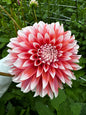 RM Sweet Sebastian Dahlia Tuber Limit 1
