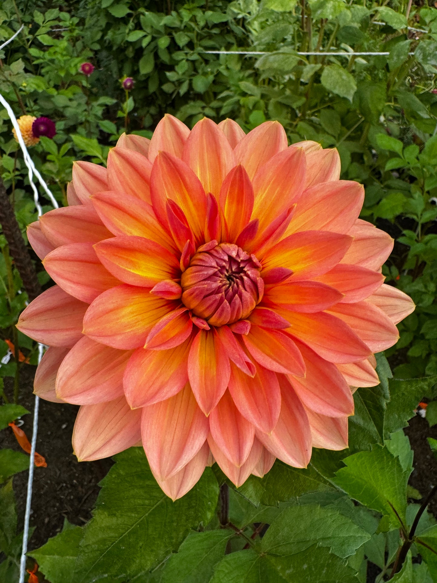 Nicholas Dahlia Tuber