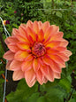 Nicholas Dahlia Tuber