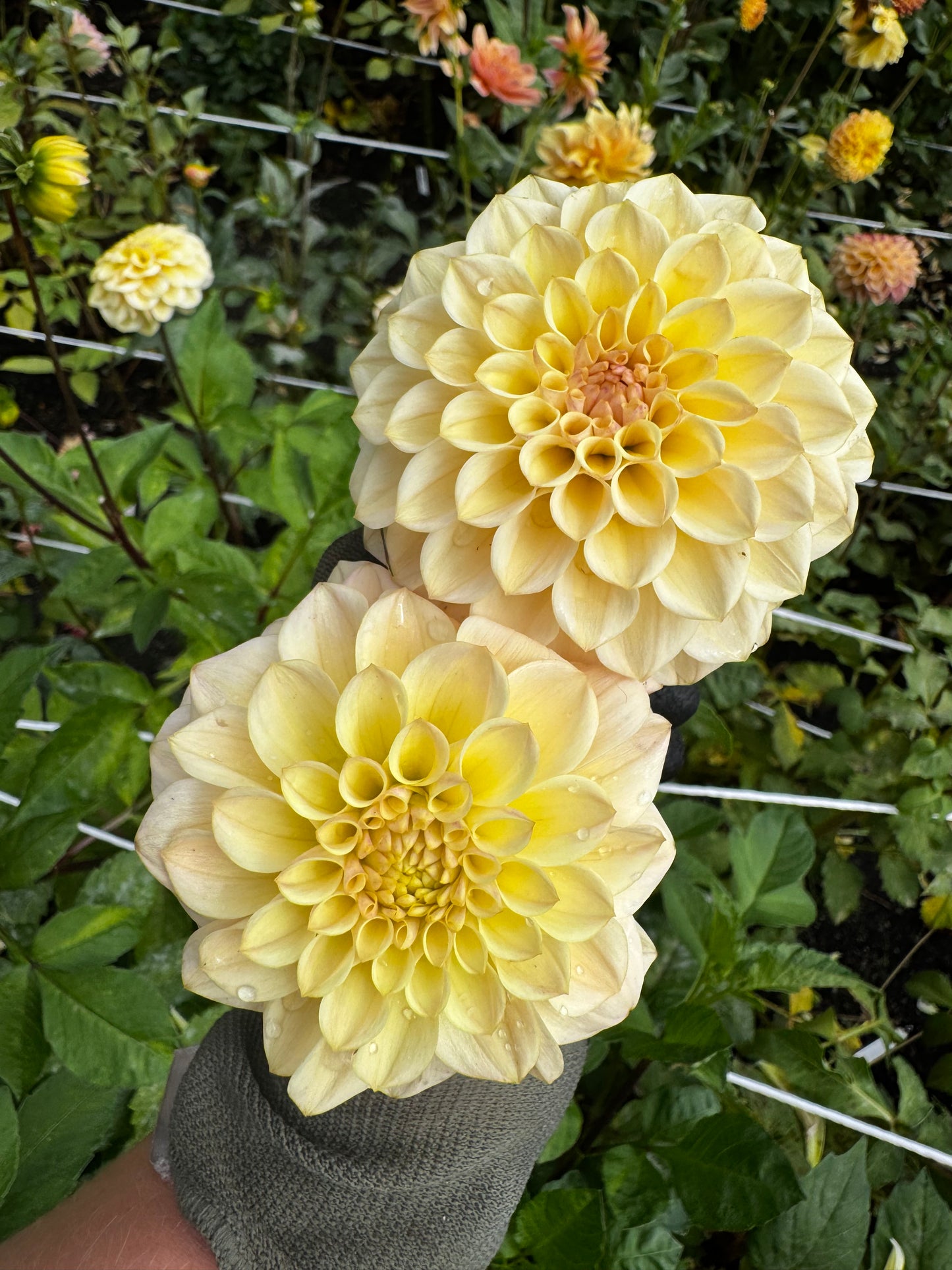 RM Shifty Dahlia Tuber Limit 1