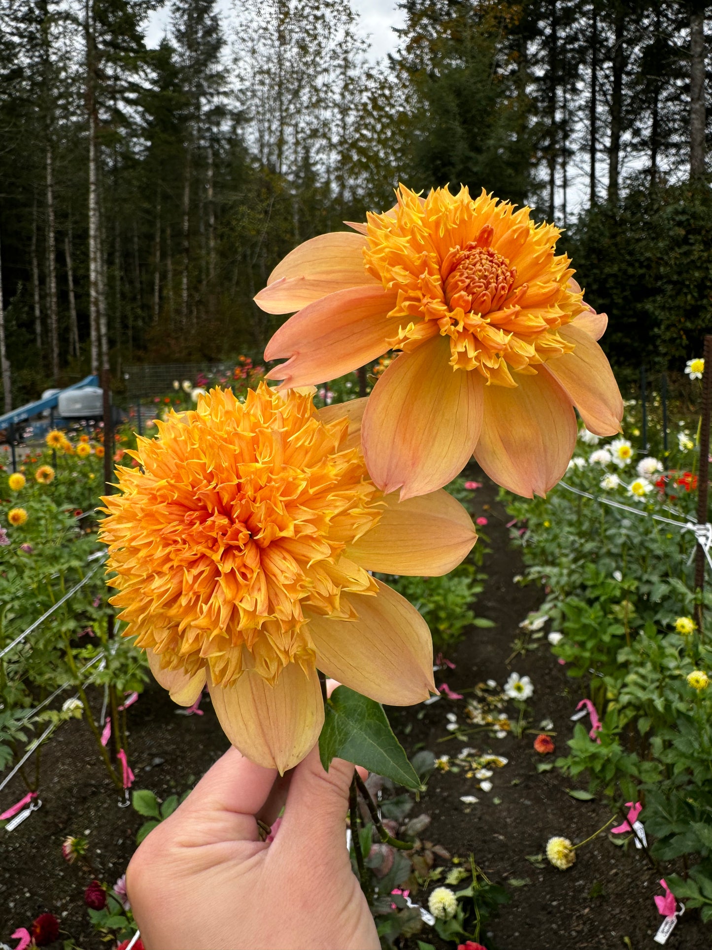 Sandia Brocade Dahlia Tuber