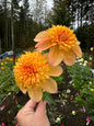 Sandia Brocade Dahlia Tuber