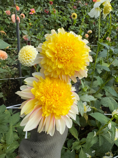 Polka Dahlia Tuber