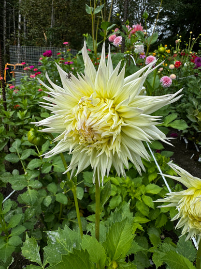 Kenora Spirit Dahlia Tuber