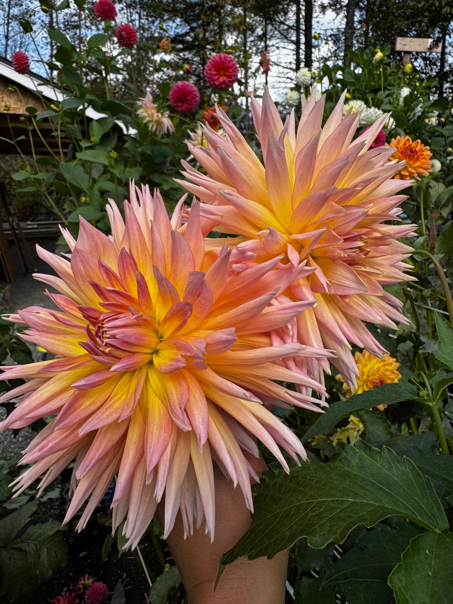 Shaggy Chic Dahlia Tuber