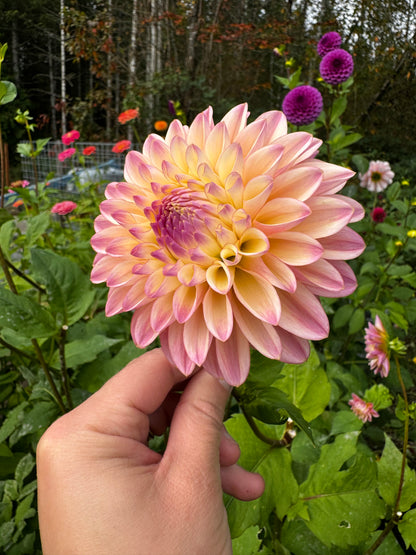 Coralie Dahlia Tuber