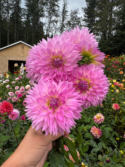 Sakura Fubuki Dahlia Tuber
