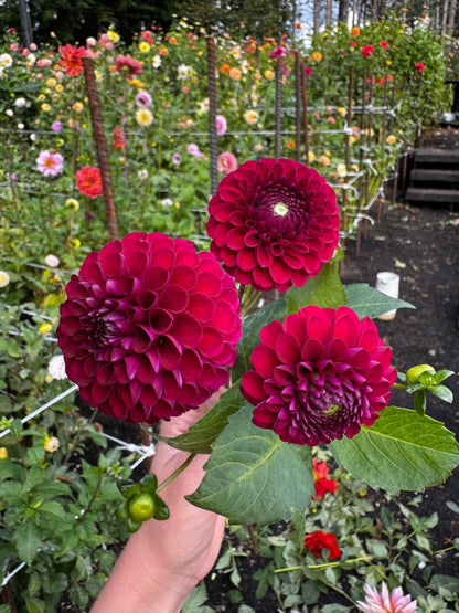 Barberry Gem Dahlia Tuber